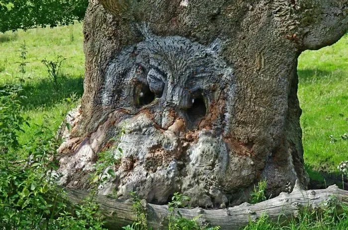 21 arbres qui ressemblent a autre 10