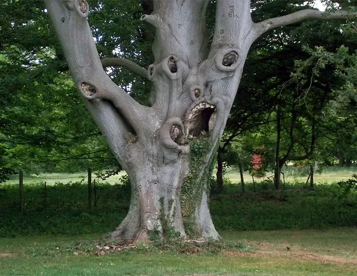 21 arbres qui ressemblent a autre 12