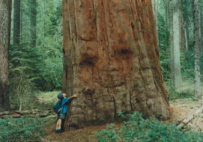 21 arbres qui ressemblent a autre 13
