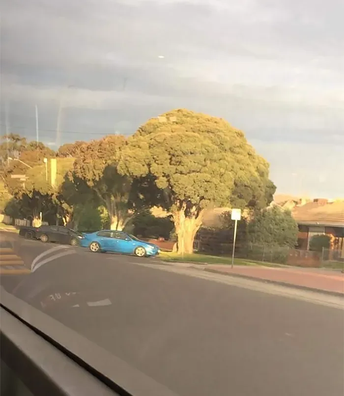 21 arbres qui ressemblent a autre 14