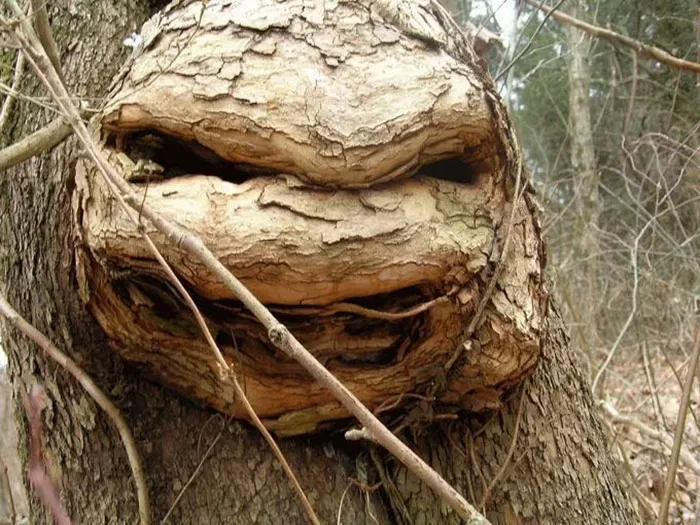 21 arbres qui ressemblent a autre 16