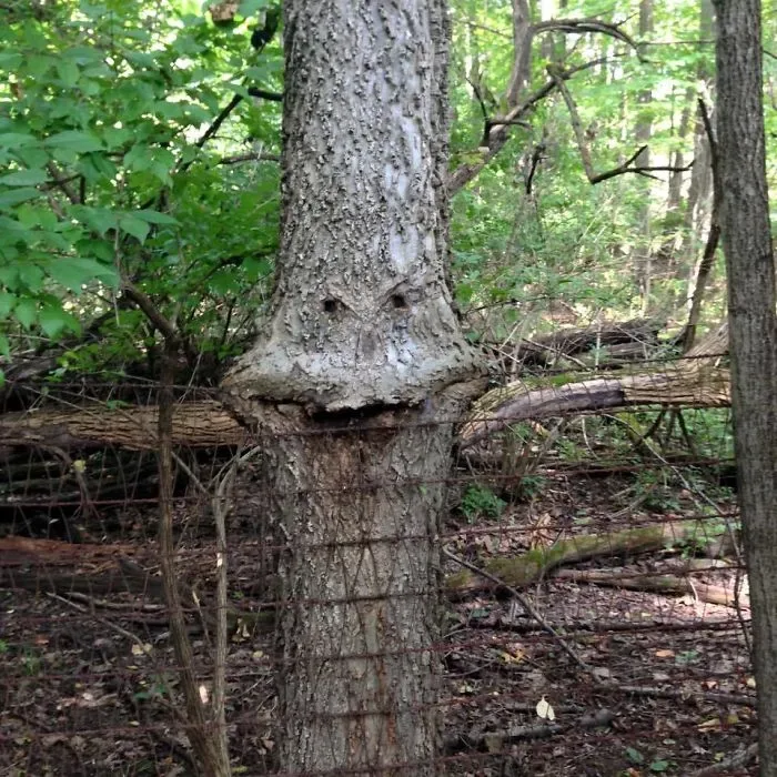 21 arbres qui ressemblent a autre 17