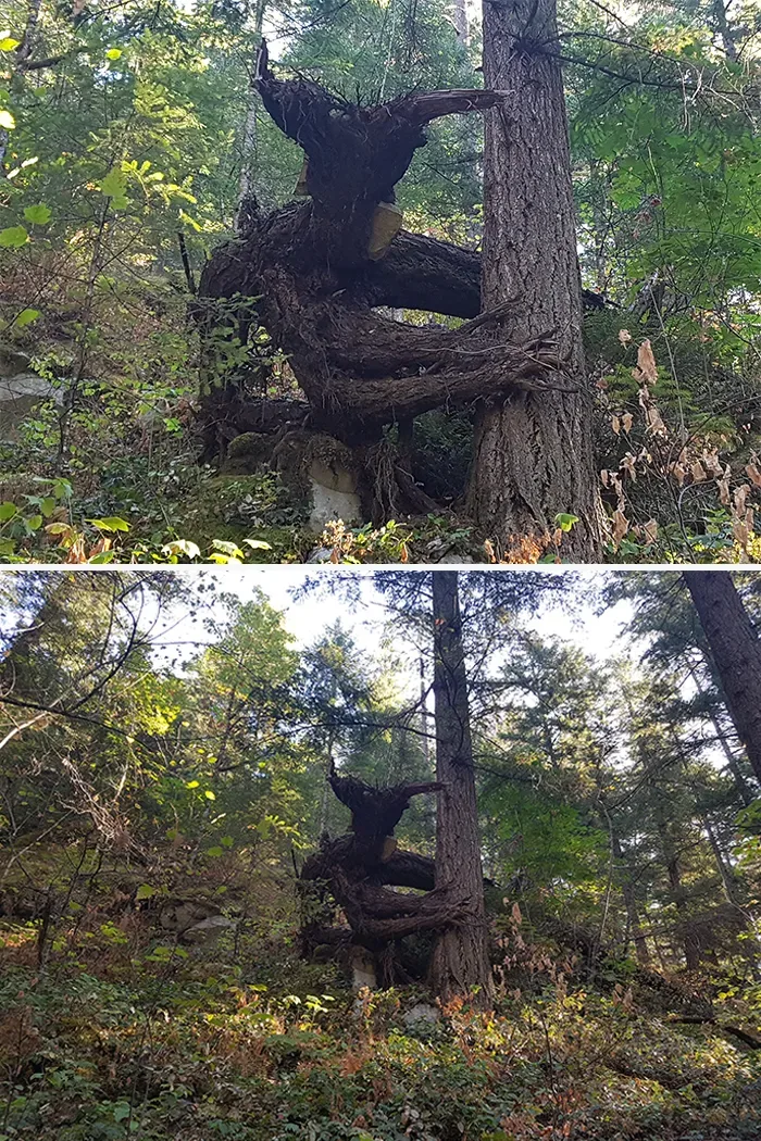 21 arbres qui ressemblent a autre 02