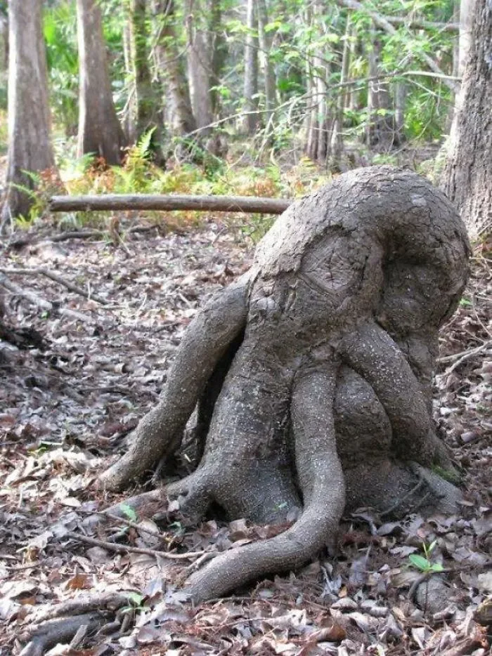 21 arbres qui ressemblent a autre 20
