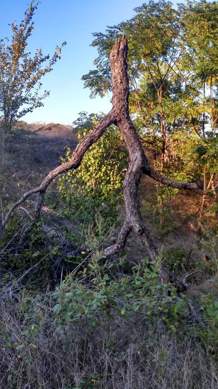 21 arbres qui ressemblent a autre 21