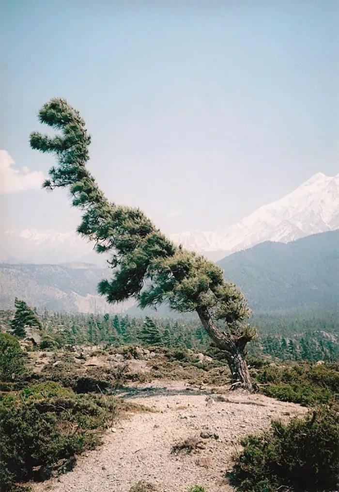 21 arbres qui ressemblent a autre 07