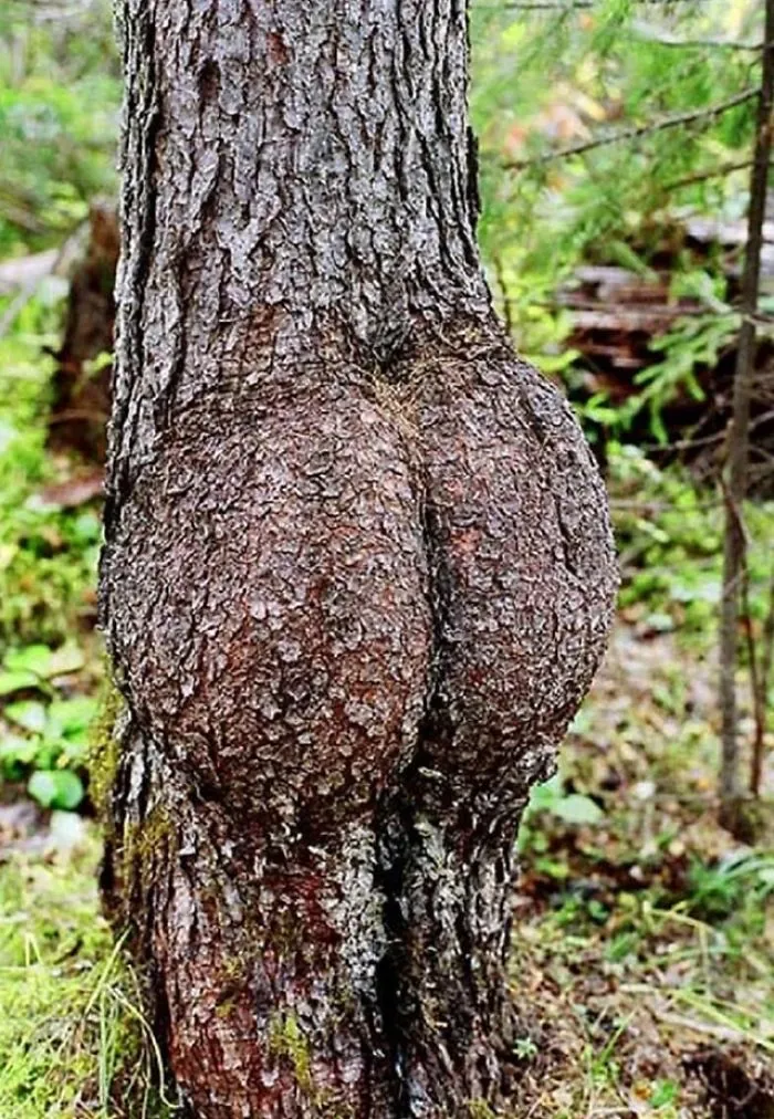 21 arbres qui ressemblent a autre 09