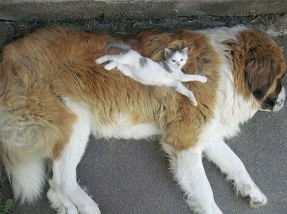 21 chats qui prennent les chiens pour des coussins.