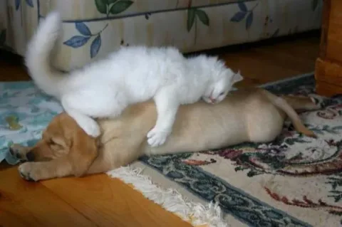 1118