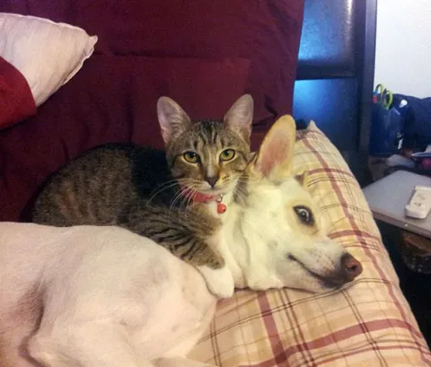 2115