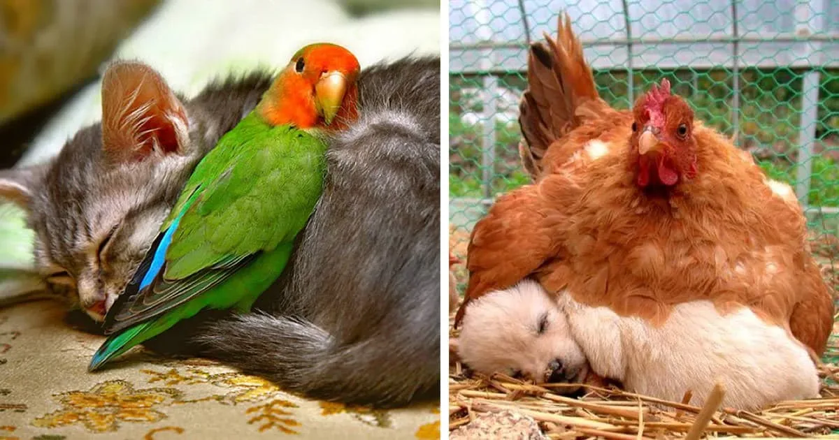 21 compagnons de sieste improbables qui vont vous faire fondre.