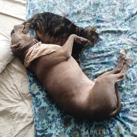 Pitbull calin 19
