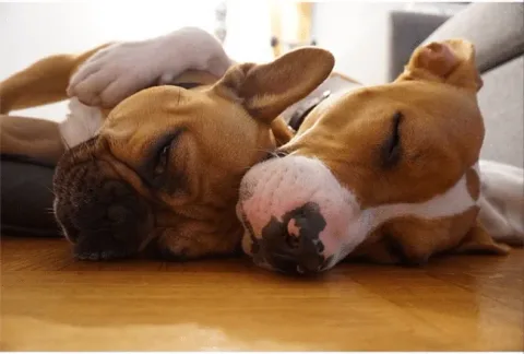 Pitbull calin 3