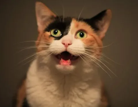 247
