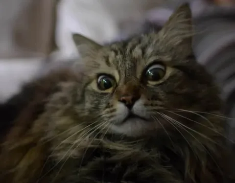 333