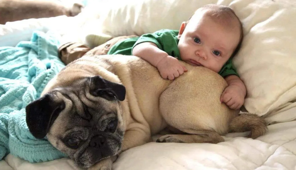 23 chiens qui sont d’ores et déjà les meilleurs copains de Bébé.