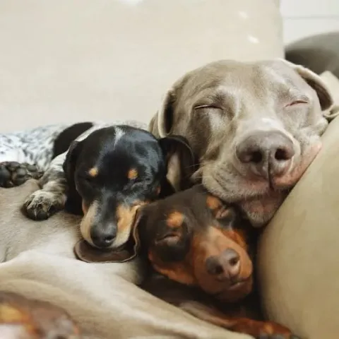 Meilleurs amis chiens 19
