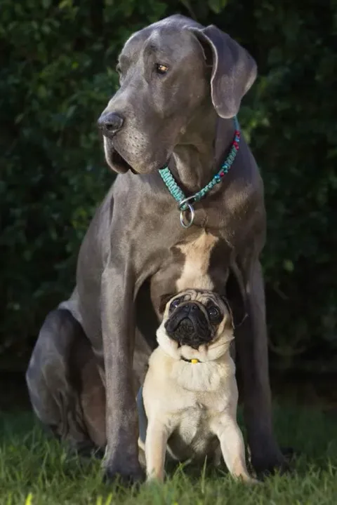 Meilleurs amis chiens 24