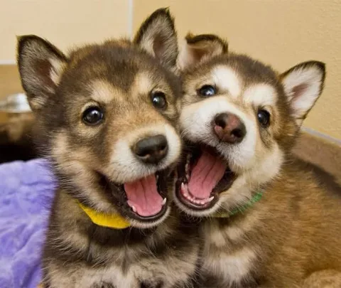 Meilleurs amis chiens 5