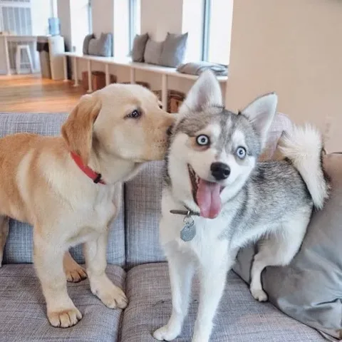 Meilleurs amis chiens 10