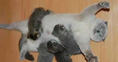 25 chats accompagnés de leurs doubles miniatures.