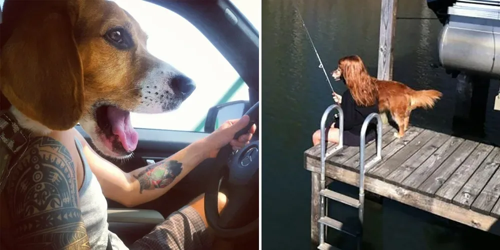 25 Photos de Chiens Prises au Bon Moment. A Mourir de Rire!
