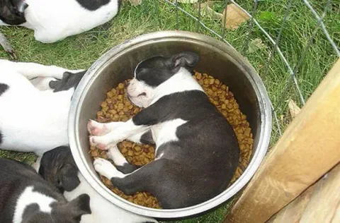 411