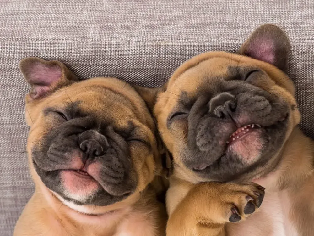 30 photos de chiens drôles à ne pas manquer
