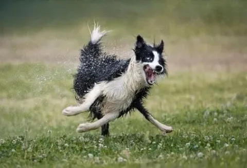 chien berger
