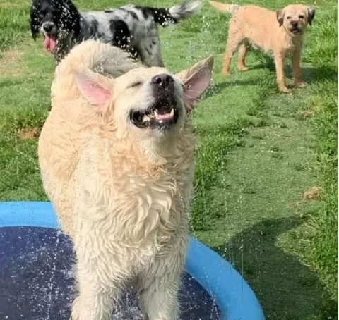 piscine pour chien