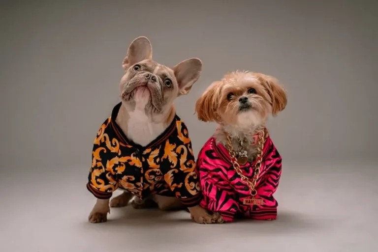 habit pour chien