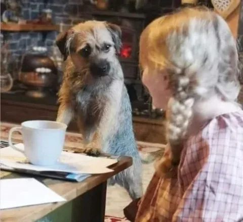 border terrier