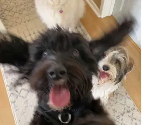 chien content
