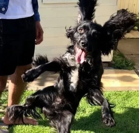 Chien qui saute