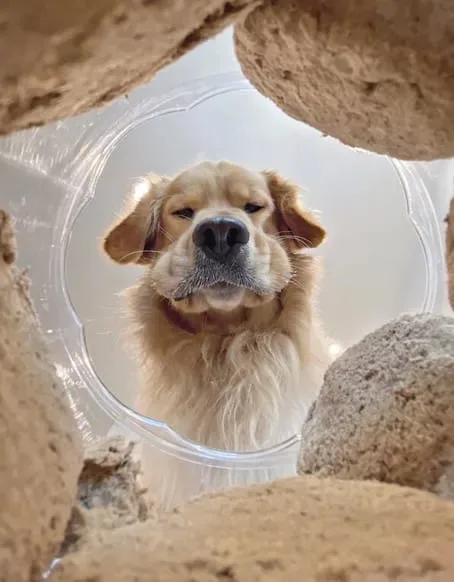 Golden retriever