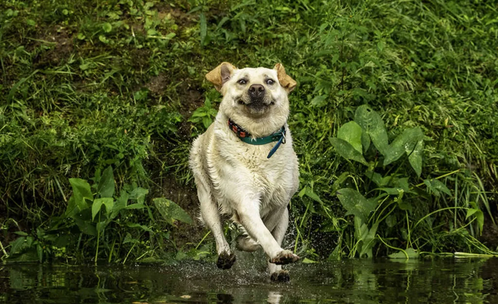 chien d’eau