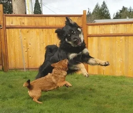 chiens qui s’amusent