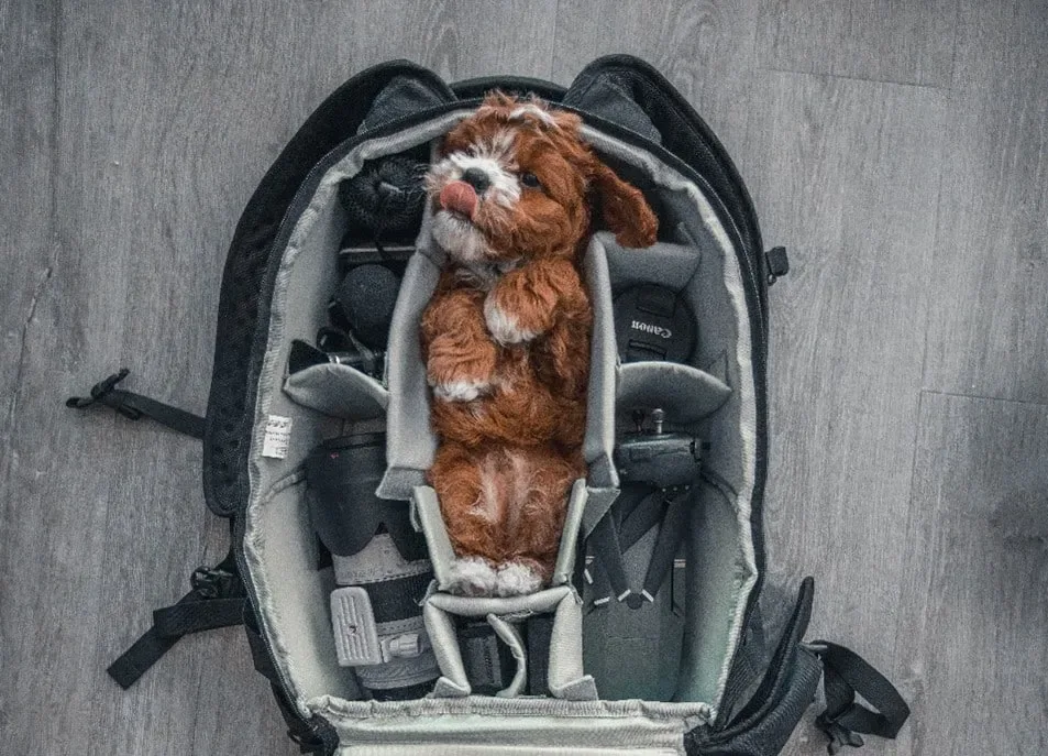 sac transport chien