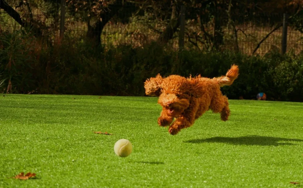 balle pour chien