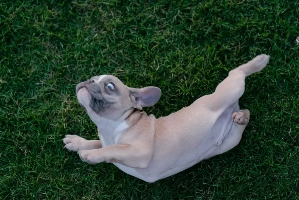 a dog lying on green grass
