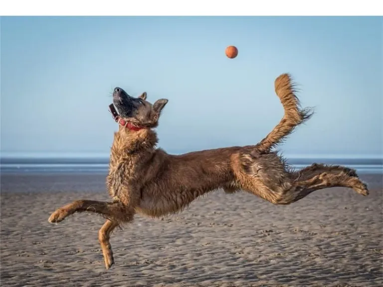 berger malinois