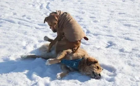chien neige