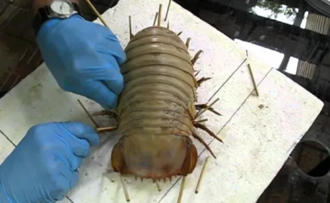 31 insectes si effrayants que 01
