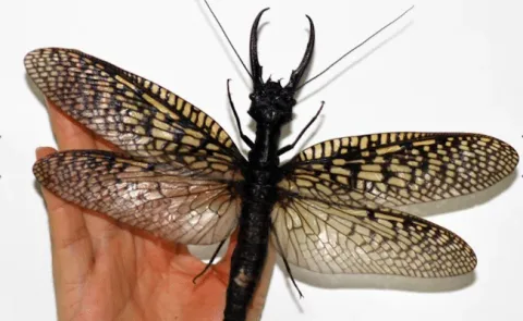 31 insectes si effrayants que 11