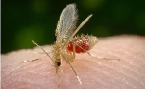 31 insectes si effrayants que 13