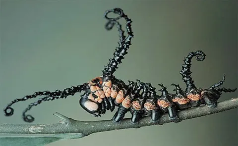 31 insectes si effrayants que 17