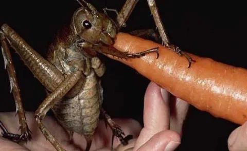 31 insectes si effrayants que 20