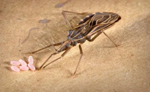 31 insectes si effrayants que 26