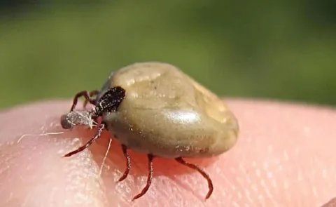 31 insectes si effrayants que 28
