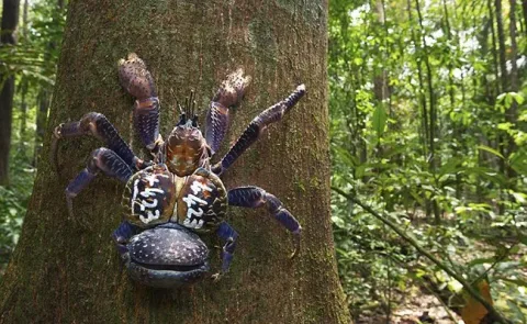 31 insectes si effrayants que 07